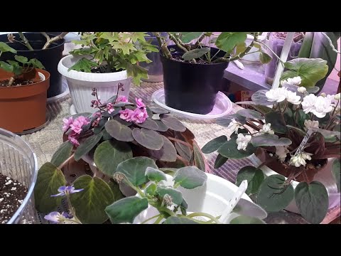 Видео: ТРЕЙЛЕРЫ! Пересадка Цветущей, Старой и Детки Фиалки! 🌺🌺🌺