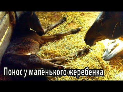 Видео: Понос у маленького жеребенка