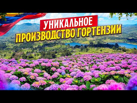 Видео: Тайна раскрыта! Плантации красят гортензии | Плантация Sky Flowers | Колумбия | Цветы оптом