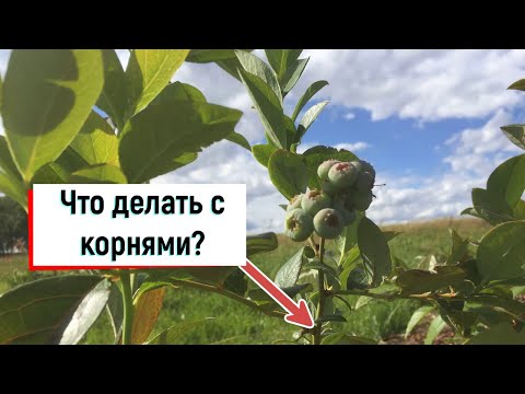 Видео: Что делать с корнями голубики?