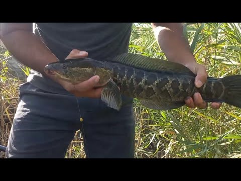 Видео: Ов зор болди табиат койнида