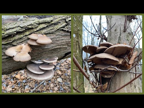 Видео: Огромное количество вешенки на каждом шагу Часть1