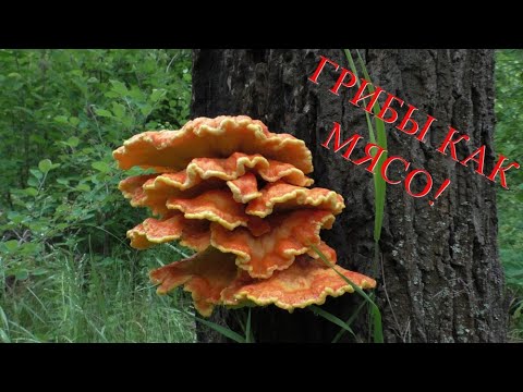 Видео: Поход в лес ПО ГРИБЫ! Первый раз ЕМ ЭТИ ГРИБЫ! СЕРНО ЖЁЛТЫЙ ТРУТОВИК! ВКУС МЯСА!