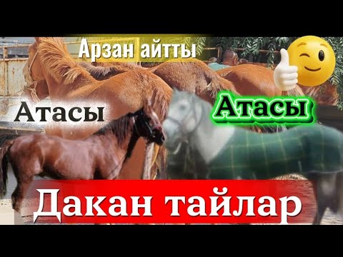 Видео: Карамарттан калта тайлар тектуу туктуу