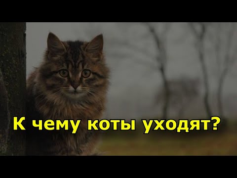 Видео: К чему коты уходят из дома и не возвращаются?