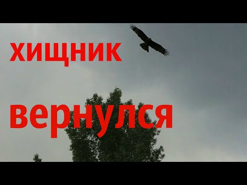 Видео: Нападения коршуна/очередное нападения на домашнюю птицу пернатых хищников/КОРШУН,СОКОЛ,ЯСТРЕБ