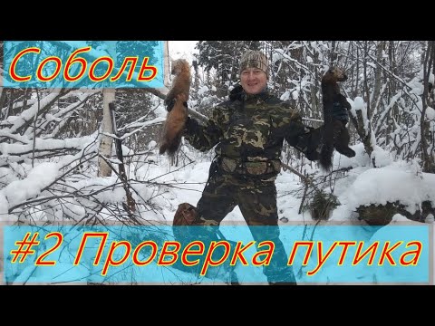 Видео: ОХОТА НА СОБОЛЯ. Серия № 2. Проверка путика / SABLE HUNTING. Series No. 2. Checking traps