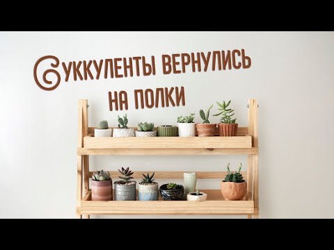 Видео: Суккуленты вернулись на полки