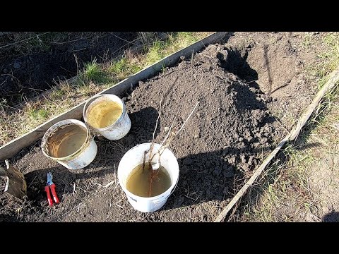 Видео: Посадка винограда на тяжелых почвах (Посадка винограду на важких грунтах)