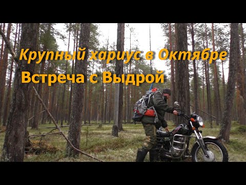 Видео: Рыбалка на Хариуса поздней осенью.