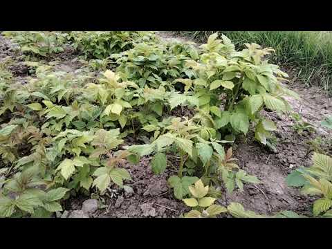Видео: Простий метод підвищення урожайності малини!!Перше проріджування !