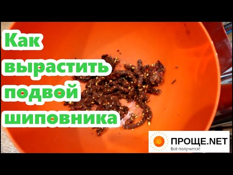 Видео: Розы.Подготовка семян шиповника для подвоя. Скарификация (механическая и химическая). Стратификация.