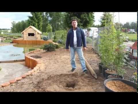 Видео: Плетистые розы. Розовое настроение. Выпуск 5