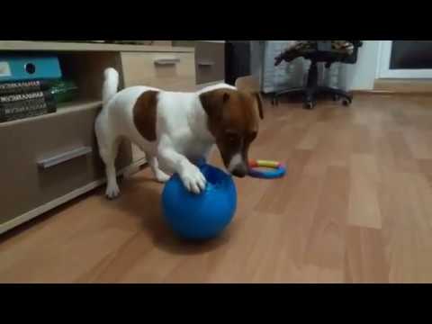 Видео: Джек Рассел, мяч и немного Таксы