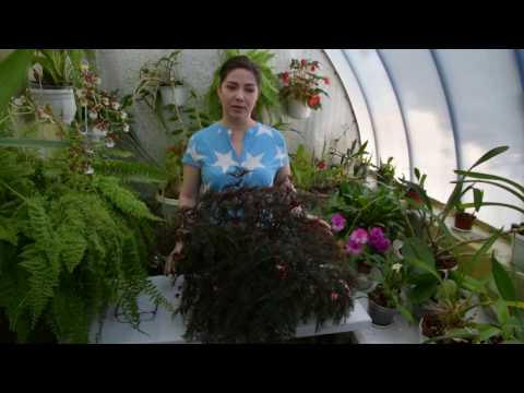 Видео: Бегония Bipinnatifida (Begonia bipinnatifida)