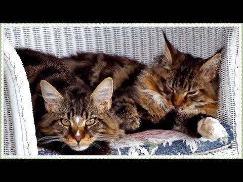 Видео: Котята мейн-куны, история 21. Кошачье дерево и лебединые истории