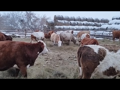 Видео: Торы тай соғымға сойылды.Сиырлар,бордақы бұқалар қойлар.