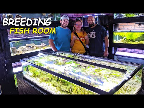 Видео: Количество МАЛЫШЕЙ в его *рыбной комнате* просто ВПЕЧАТЛЯЕТ! - Комната разведения рыб