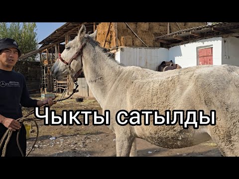 Видео: Бүгүн 5 ноября 2025 тектү 5.туган бее сатылат #атбазар #жылкыбазар 