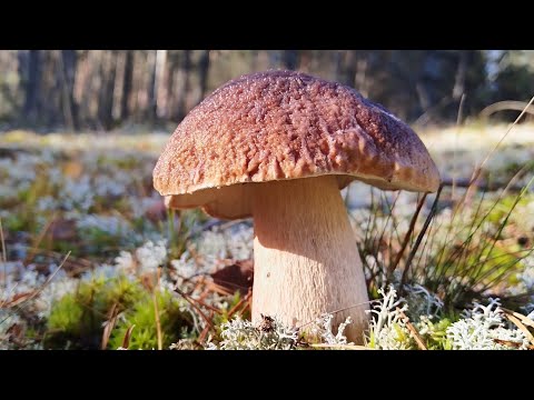 Видео: Белые грибы после ночных заморозков.