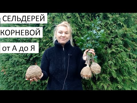 Видео: Сельдерей корневой от А до Я в природном земледелии.