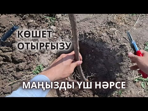Видео: КӨШЕТ Отырғызуда МАҢЫЗДЫ және ҚАЖЕТСІЗ Нәрселер