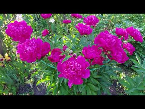 Видео: Пионы вечером..Цветут Этчед Салмон,Ред Грейс,Джулия Роуз,Ферст Арривал и др сорта.2025