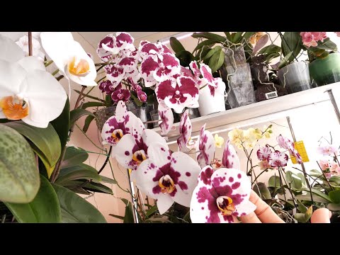 Видео: Новые ОХАПКИ цветов! Мои СУМАСШЕДШИЕ орхидеи! И АромАААтныеЕЕЕ!