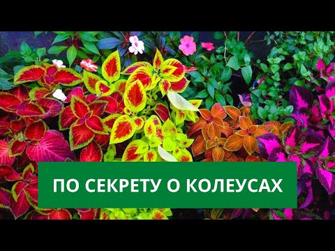 Видео: Как СОХРАНИТЬ ЗИМОЙ КОЛЕУСЫ и нарастить пышные роскошные кустики?