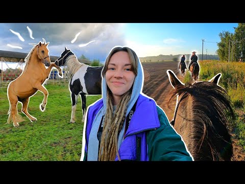 Видео: Стабунивание коней и ПРОГУЛКА на рассвете!