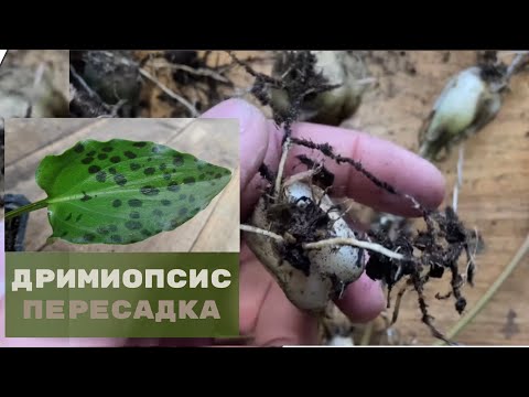 Видео: Болтливая пересадка ДРИМИОПСИСА / пересадка комнатных растений