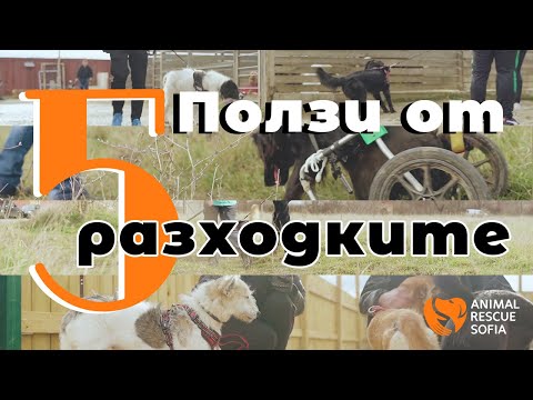 Видео: 5 причини да разхождате кучетата в приют "Фермата" I 5 reasons to walk dogs at the "Farm" shelter