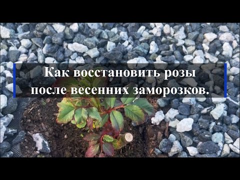 Видео: Как восстановить розы после весенних заморозков. Питомник растений Е. Иващенко