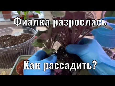 Видео: КАК рассадить РАЗРОСШУЮСЯ Фиалку?