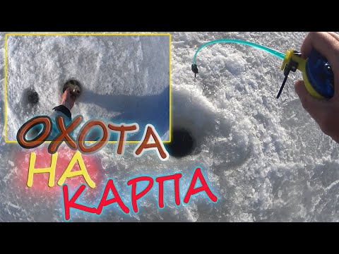 Видео: Охота на карпа! Поймали много карпят! Рыбалка на мормышку со льда!