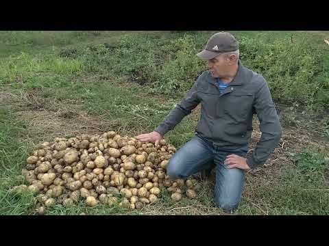 Видео: Без копания земли картошки урожай. С плоскорез косой