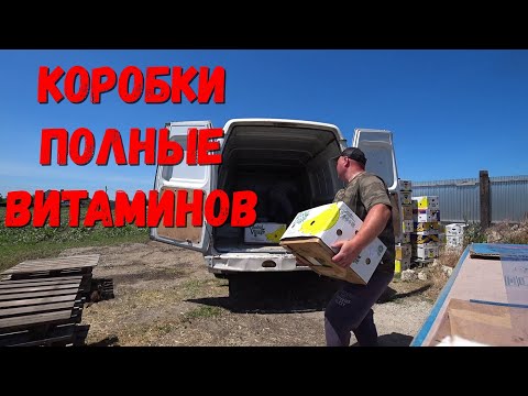 Видео: Уборка Ранней  Свеклы 2022 / Мойка овощей / Свекла  цена .