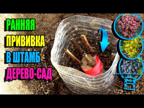 Видео: САМАЯ РАННЯЯ ПРИВИВКА ВИНОГРАДА В ШТАМБ. РЕЗУЛЬТАТ - ДЕРЕВО-САД. СЕВЕРНЫЙ ВИНОГРАДНИК 24-14