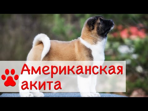 Видео: Американская акита | Все о породе