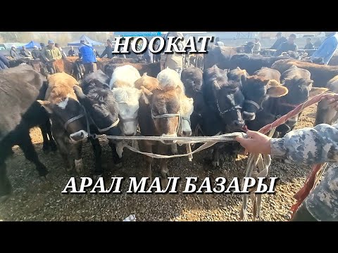 Видео: НООКАТ АРАЛ МАЛ БАЗАРЫ  РЕАЛДУУ БААЛАР 