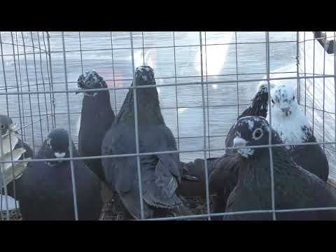 Видео: 22.12.19. Птичий рынок г. Пятигорск. ч1.The bird market in Pyatigorsk. ch1