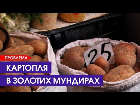 Видео: 🥔Чому подорожчала картопля
