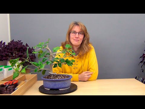 Видео: Бонсай из гибискуса (ч.9).