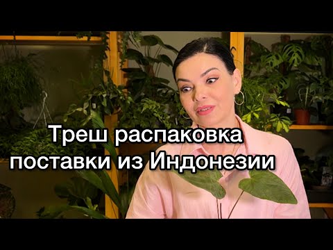 Видео: Распаковка ШОК‼️Поставка растений из Индонезии задержалась 🫤3 недели в пути 😮И кто же выжил ?!🤔