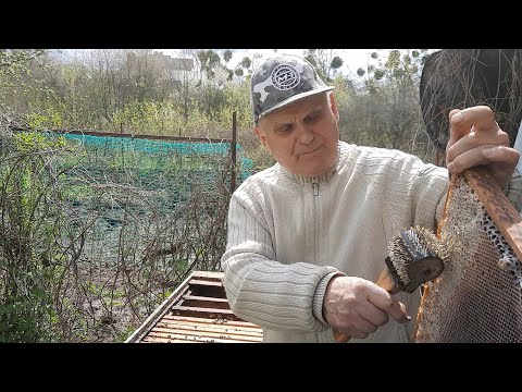 Видео: Уход за пчелами в середине весны