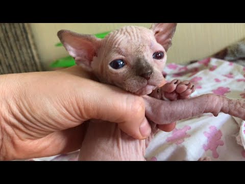 Видео: Наш котёнок-дочь полка❤️ Часть 3 #сфинксы
