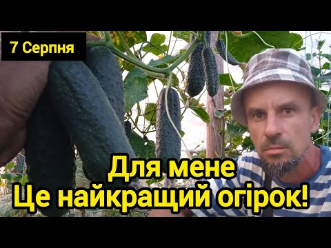Видео: Огірки до осені. Кращий гібрид.