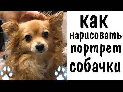 Видео: Как нарисовать собаку, портрет маслом ► как рисовать животных
