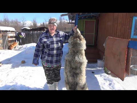 Видео: В гости к эвенам - оленеводам. Посёлок Арка.
