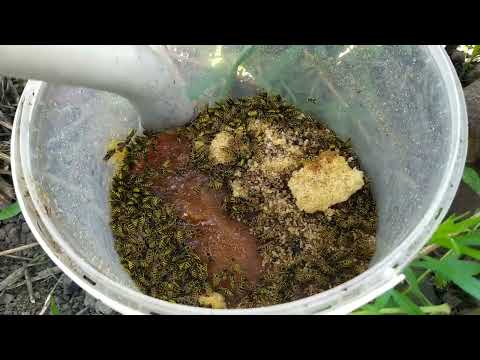 Видео: lАльтернативный способ борьбы с осами (2025)